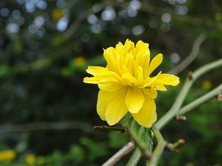 Kerria japonica.