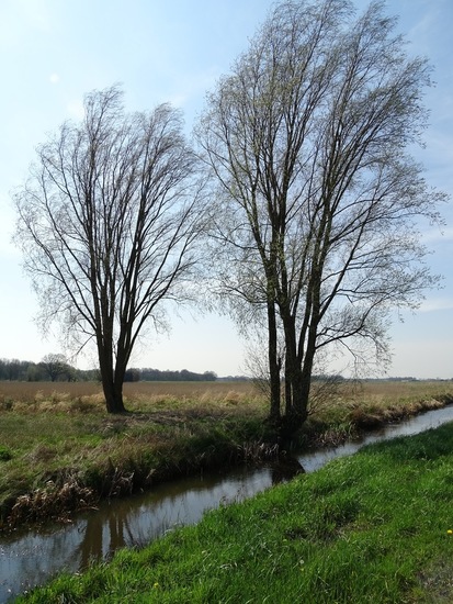 Haagse Beemdenbos.
