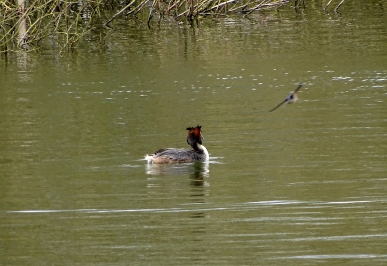 Fuut en Oeverzwaluw.