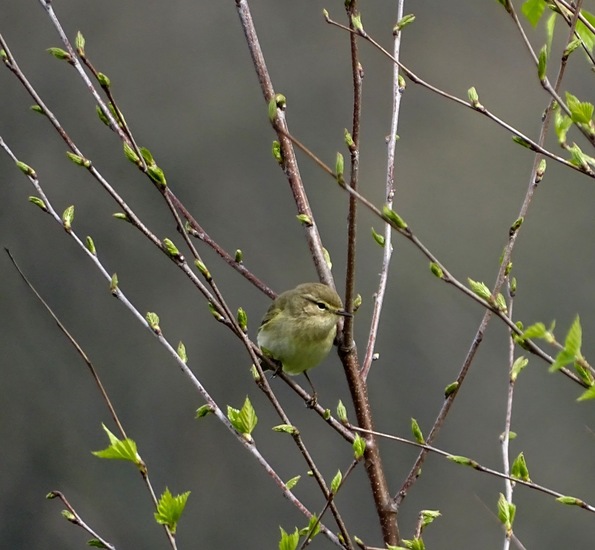 Strijbeek, 13-4-2016.