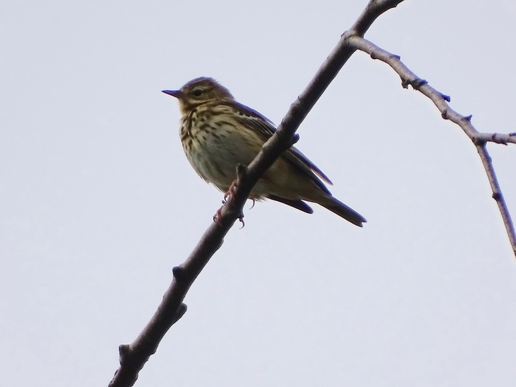 Boompieper, Strijbeek.