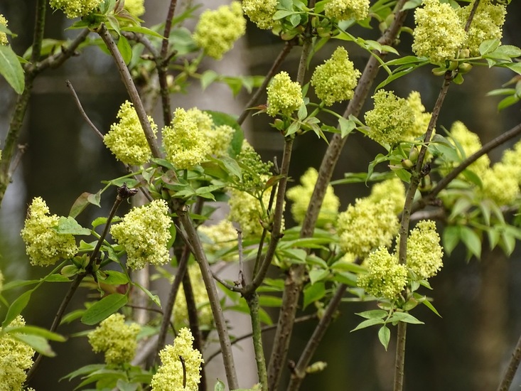 Vlier, Bergvlier Sambucus racemosa.