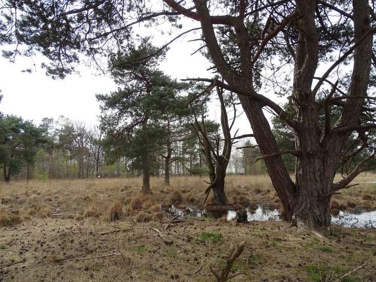 Strijbeek, 2016-13-4.