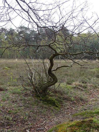 Strijbeek, 13-4-2016.