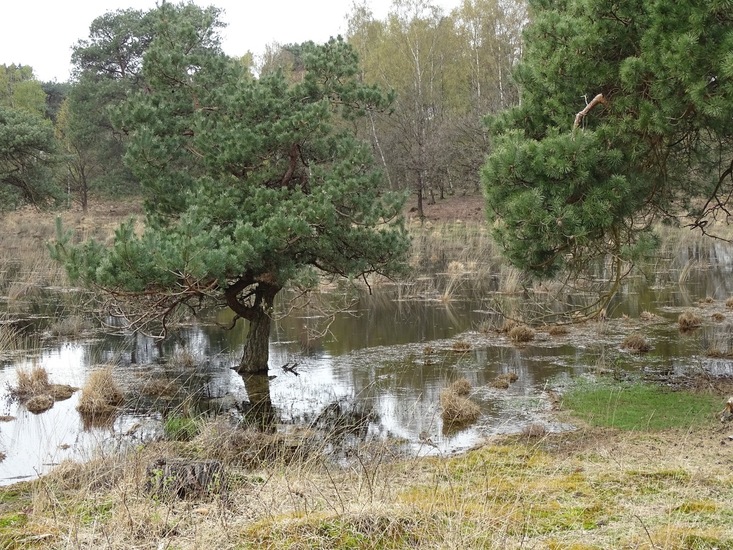 Strijbeek, 13-4-2016.