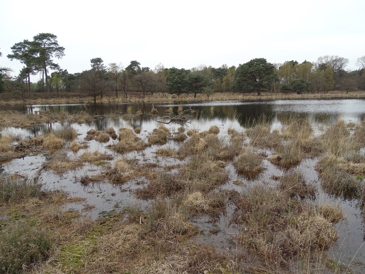 Strijbeek, 13-4-2016.