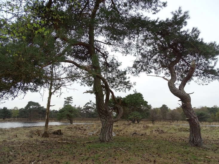 Strijbeek, 13-4-2016.