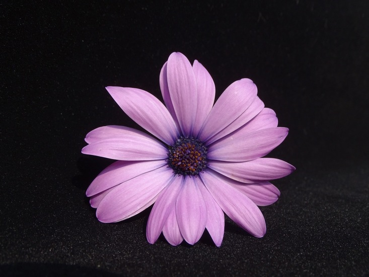 Osteospermum.