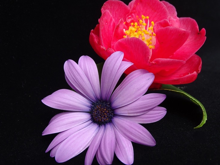 Camelia en Osteaspermum.