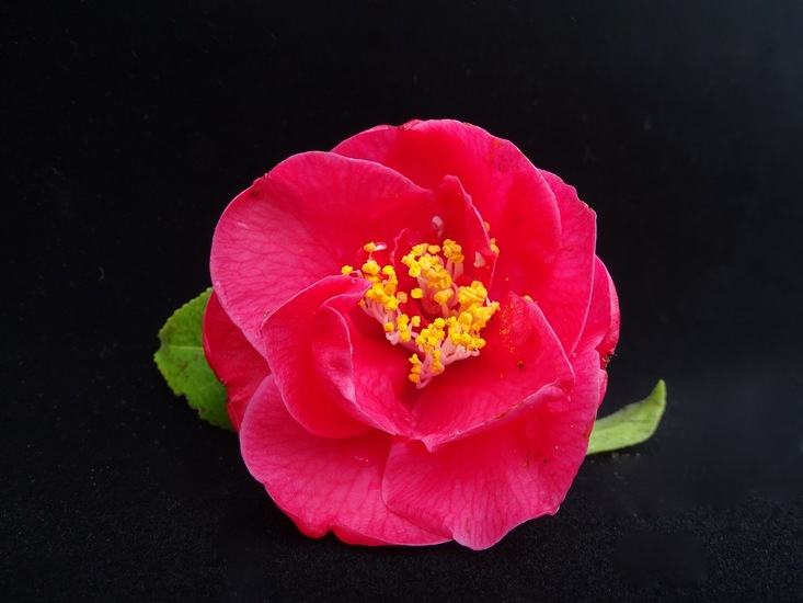 Camelia.