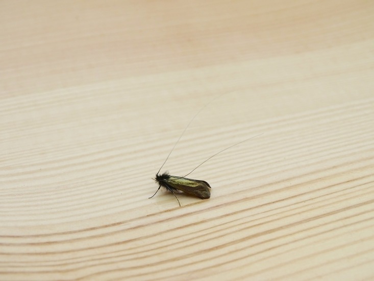 Smaragdlangsprietmot.