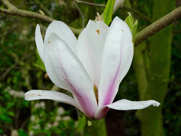 Magnolia.