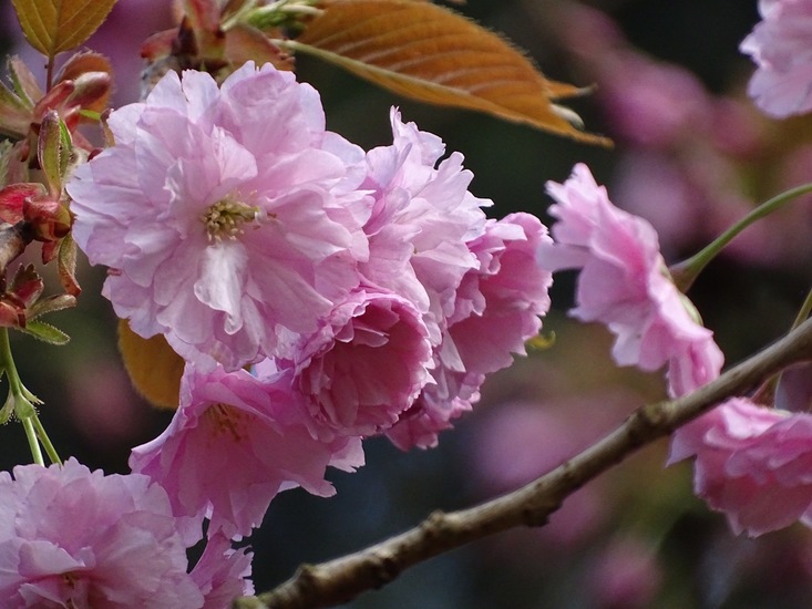 Prunus.