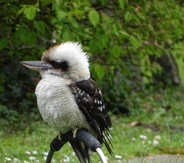 Kookabarra.