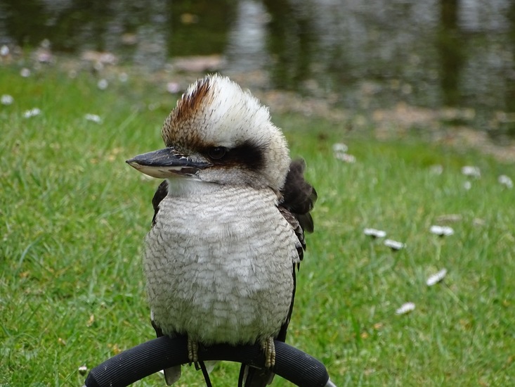 Kookabarra.