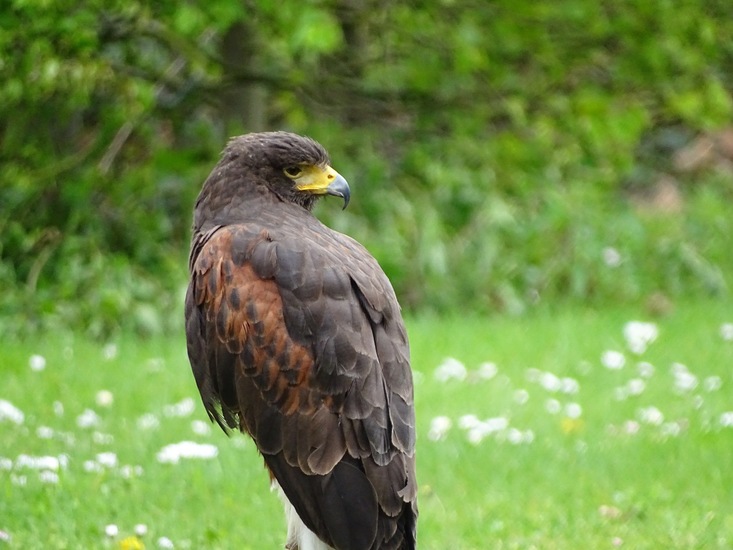 Amerikaanse Woestijnbuizerd.