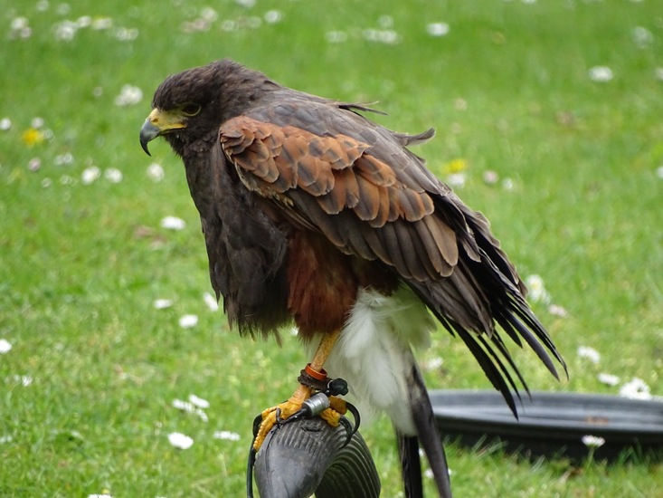 Amerikaanse Woestijnbuizerd.
