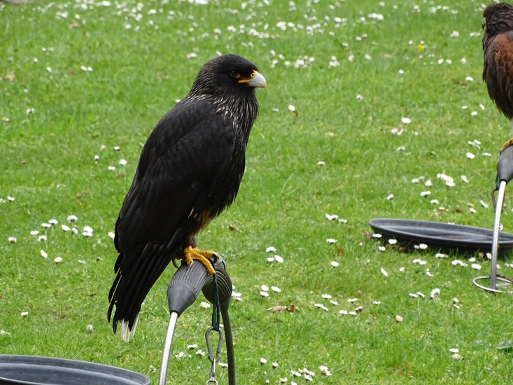 Falkland caracara.
