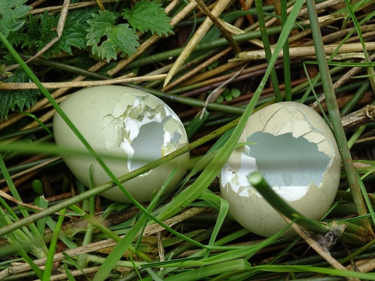 Eieren van de Fazant. Leeggeroofd.