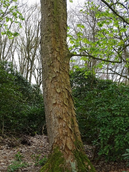Stam van de Esdoorn.