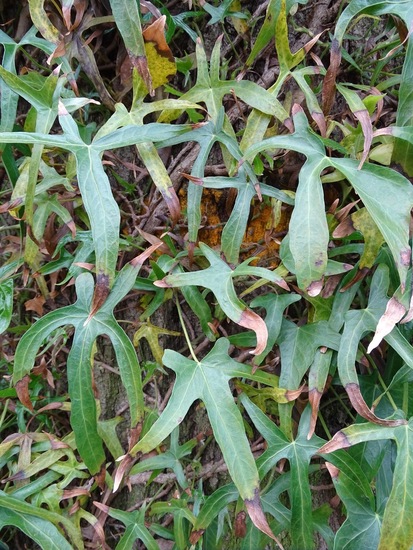 Hedera helix 'Saggitaefolia'