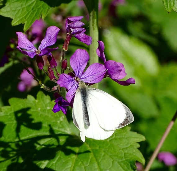 KLein Koolwitje op Judaspenning.