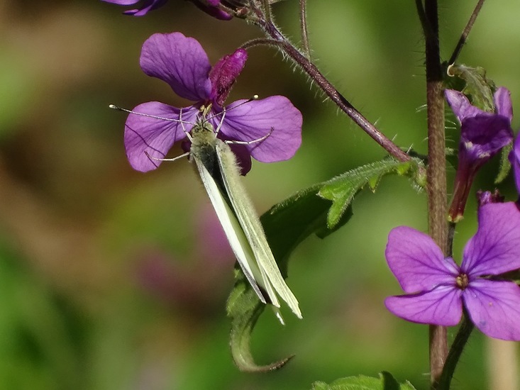 KLein Koolwitje op Judaspenning.
