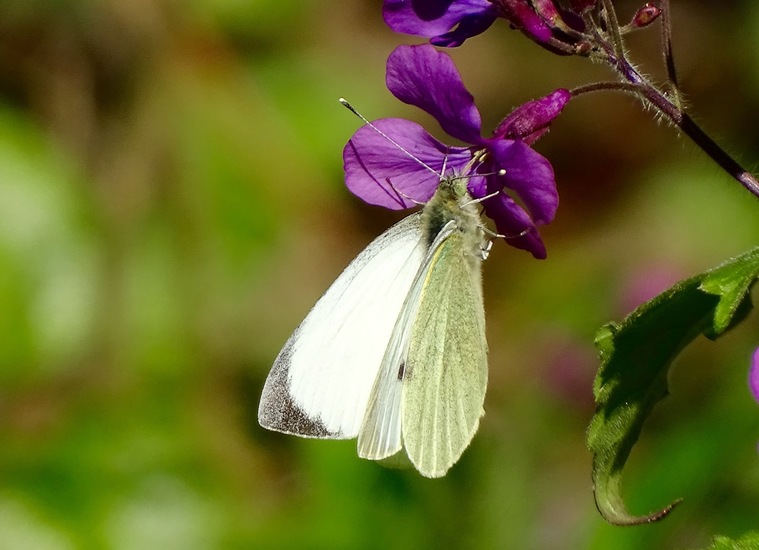 KLein Koolwitje op Judaspenning.