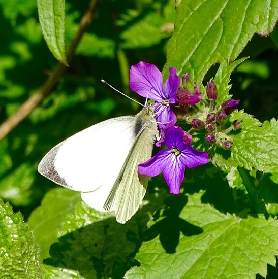 KLein Koolwitje op Judaspenning.