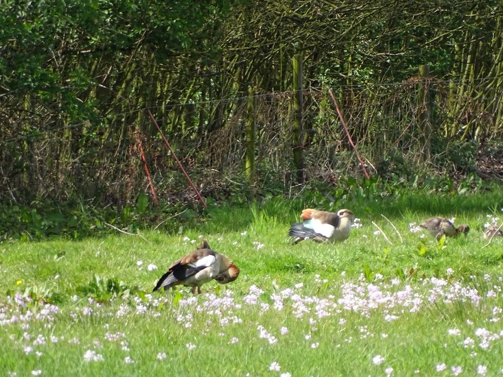 Weide bij Dorst/Dongen.