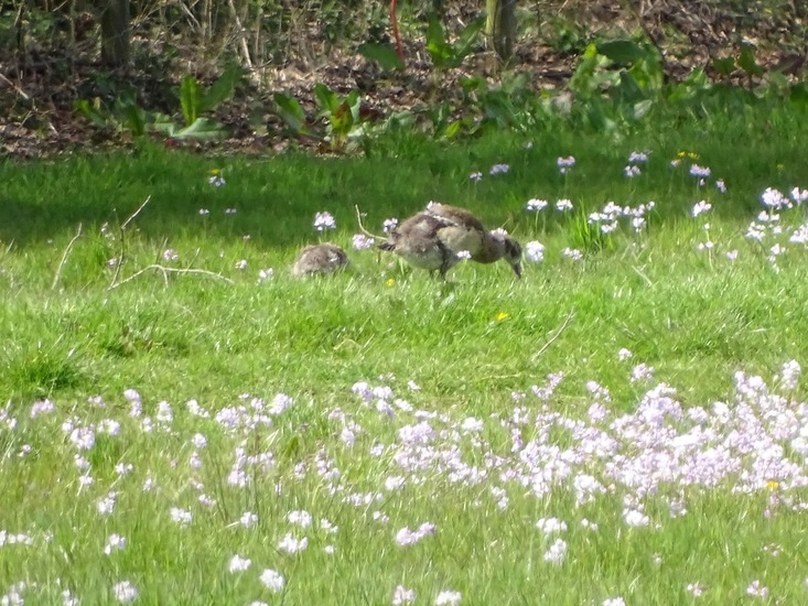 Tussen de bloemetjes.