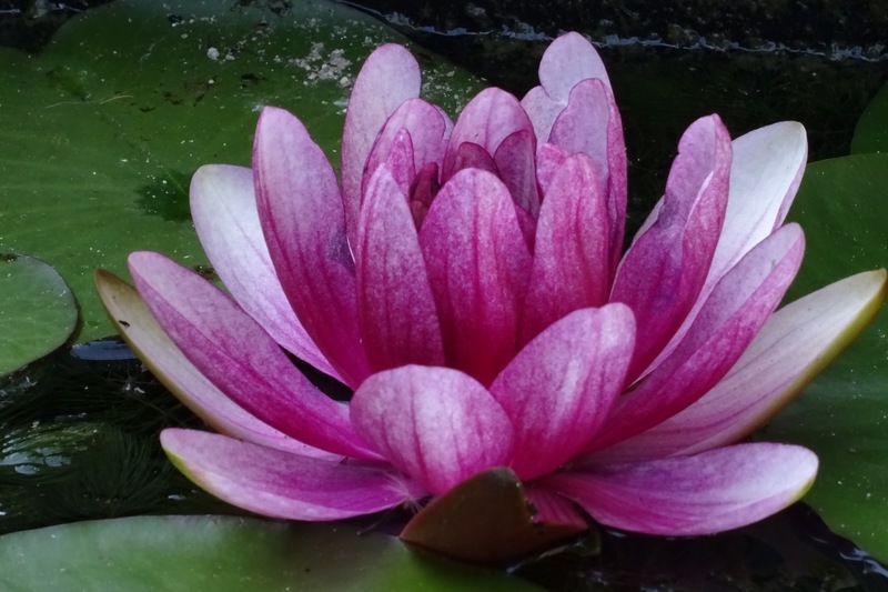 Vijver Andrea en Marcel.