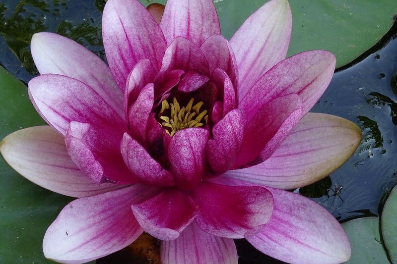 Vijver Andrea en Marcel.