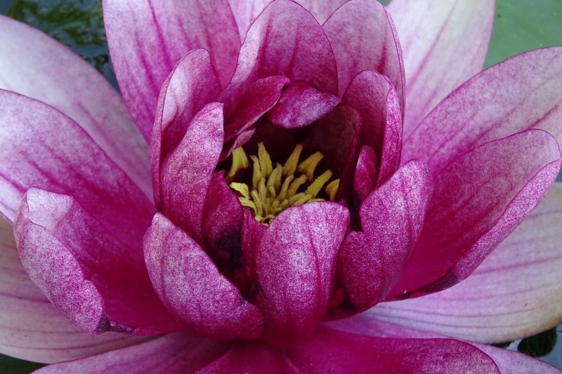 Vijver Andrea en Marcel.