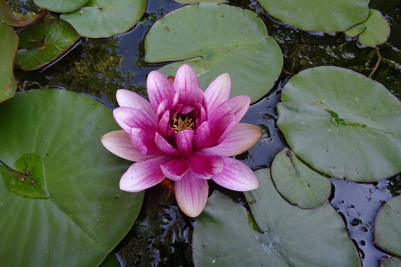 Vijver Andrea en Marcel.