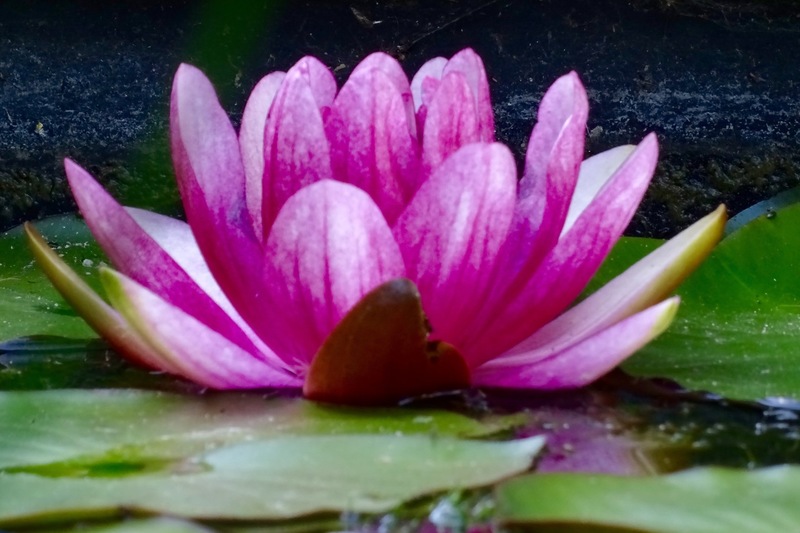 Vijver Andrea en Marcel.