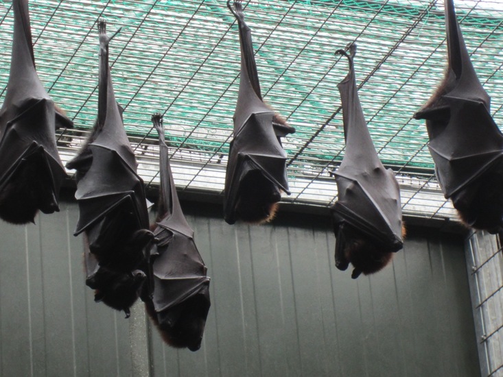 Vleermuizen.