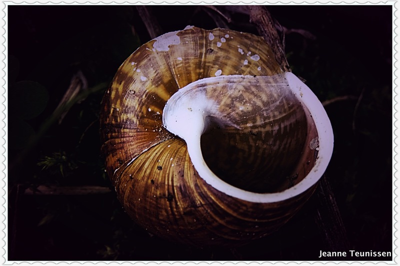 Slakkenhuis bewerkt.