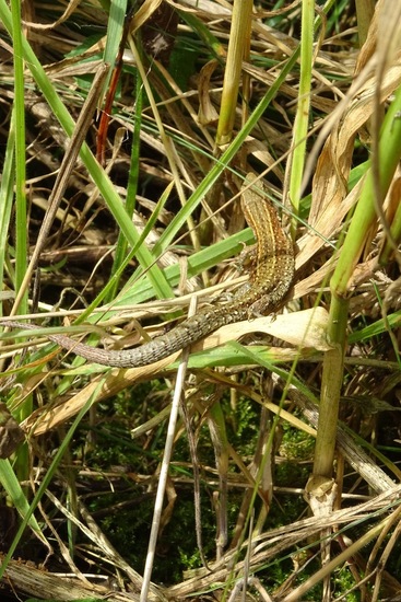 Levendbarende hagedis, zootoca vivipara.