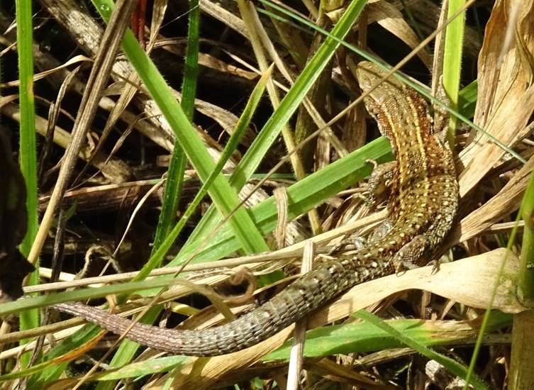 Levendbarende hagedis, zootoca vivipara.