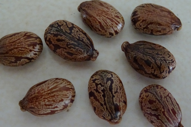 Zaad van de Wonderboom Ricinus communis.
