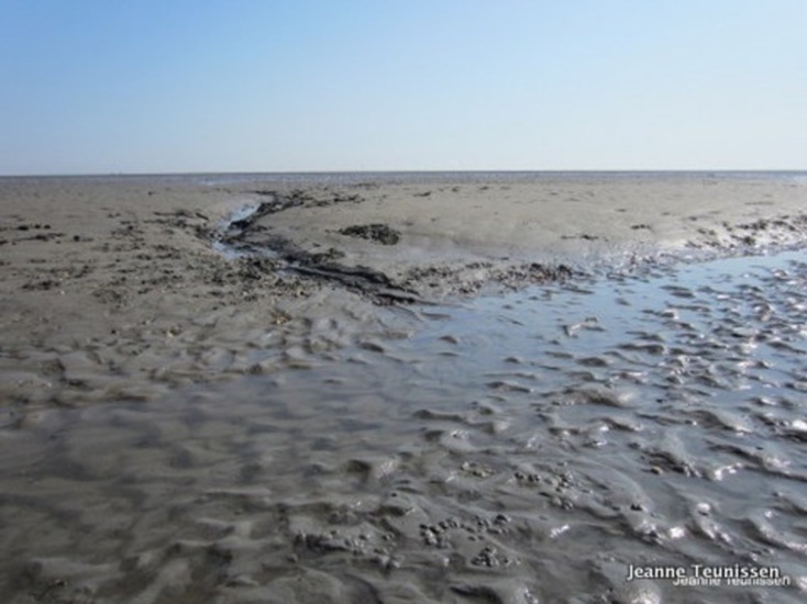 Wadden.