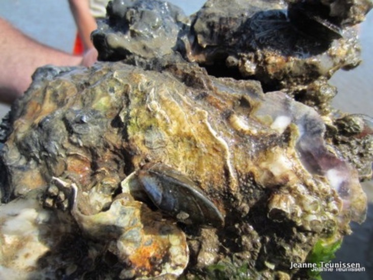 Voedsel voor de vogels.