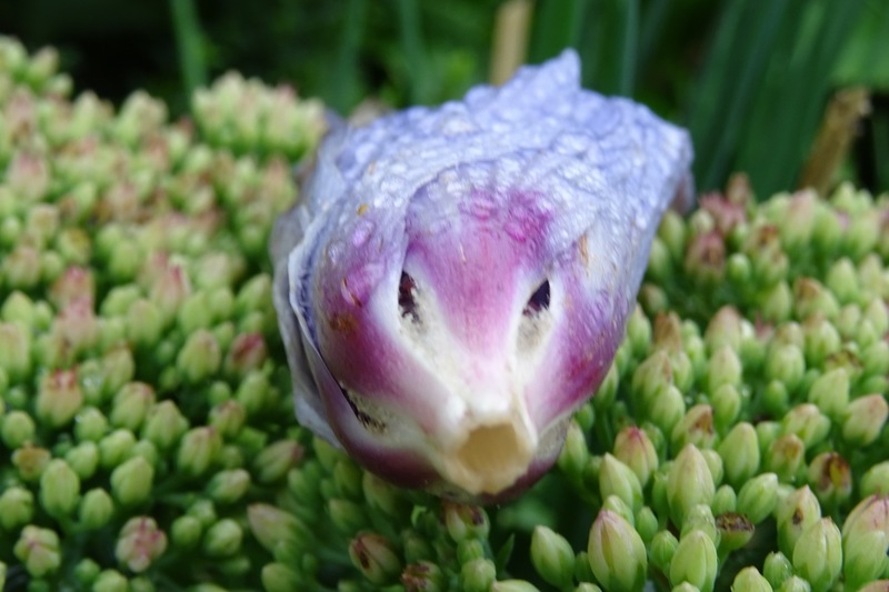 Lijkt wel een gezichtje.