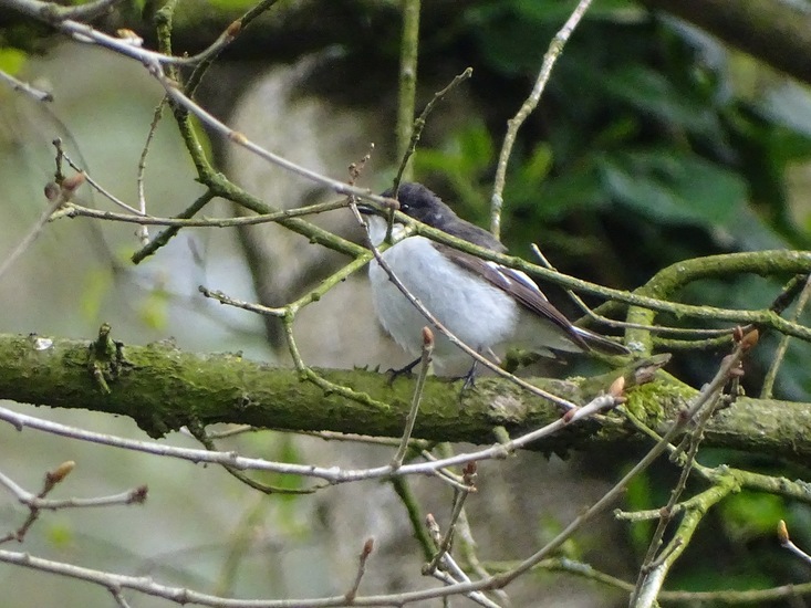 Bonte Vliegenvanger.