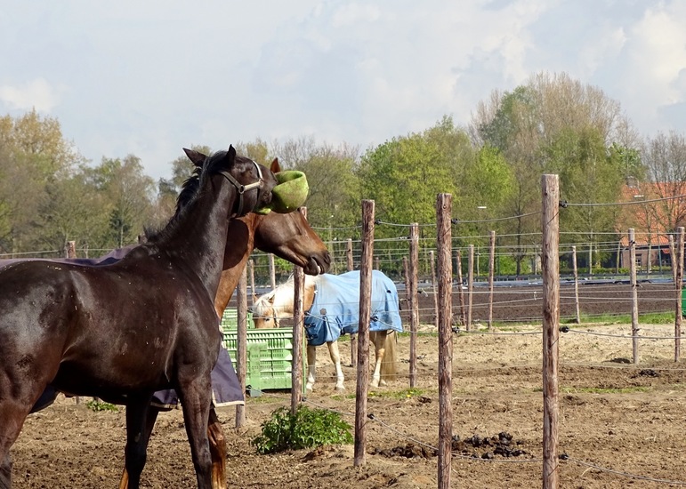 Spelen in de wei.