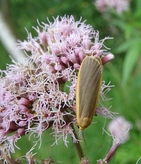 Geel Beertje, (nachtvlinder).