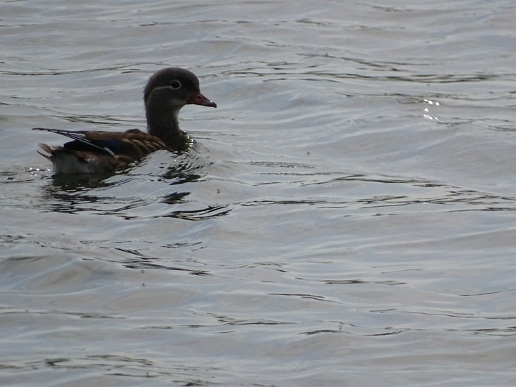 Vrouwtje Mandarijneend.