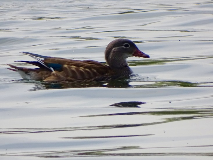 Vrouwtje Mandarijneend.