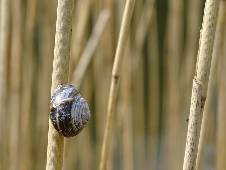 Slak op riet.